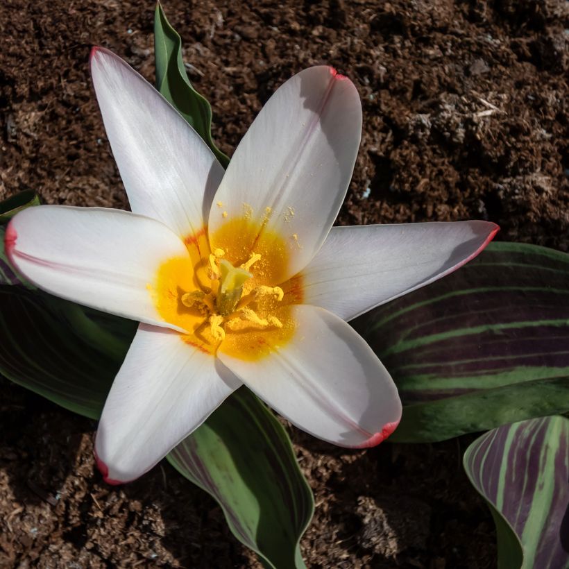 Tulipe botanique kaufmanniana Heart's Delight (Flowering)