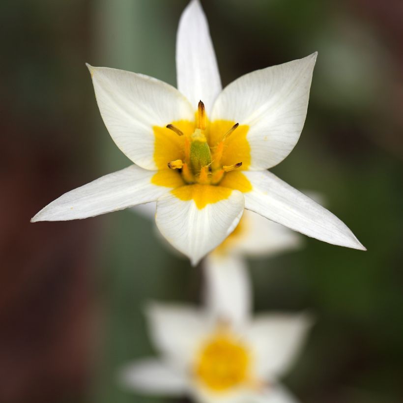Tulipe botanique turkestanica (Flowering)