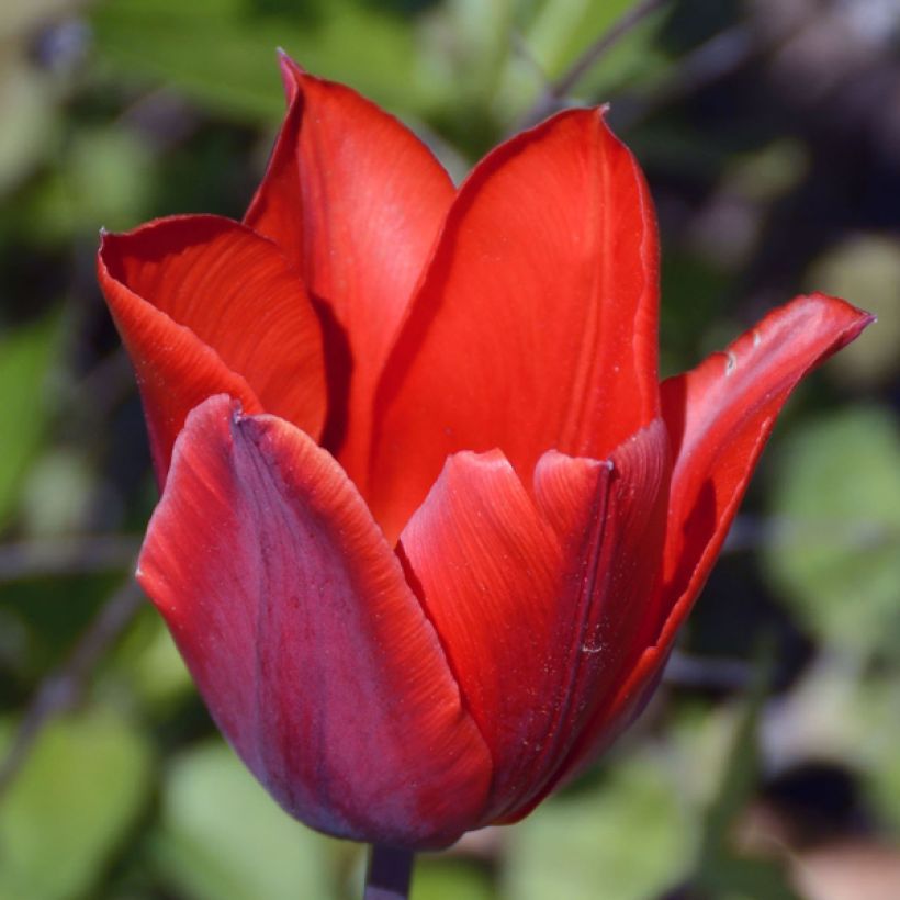 Tulipe simple hâtive Couleur Cardinal (Flowering)