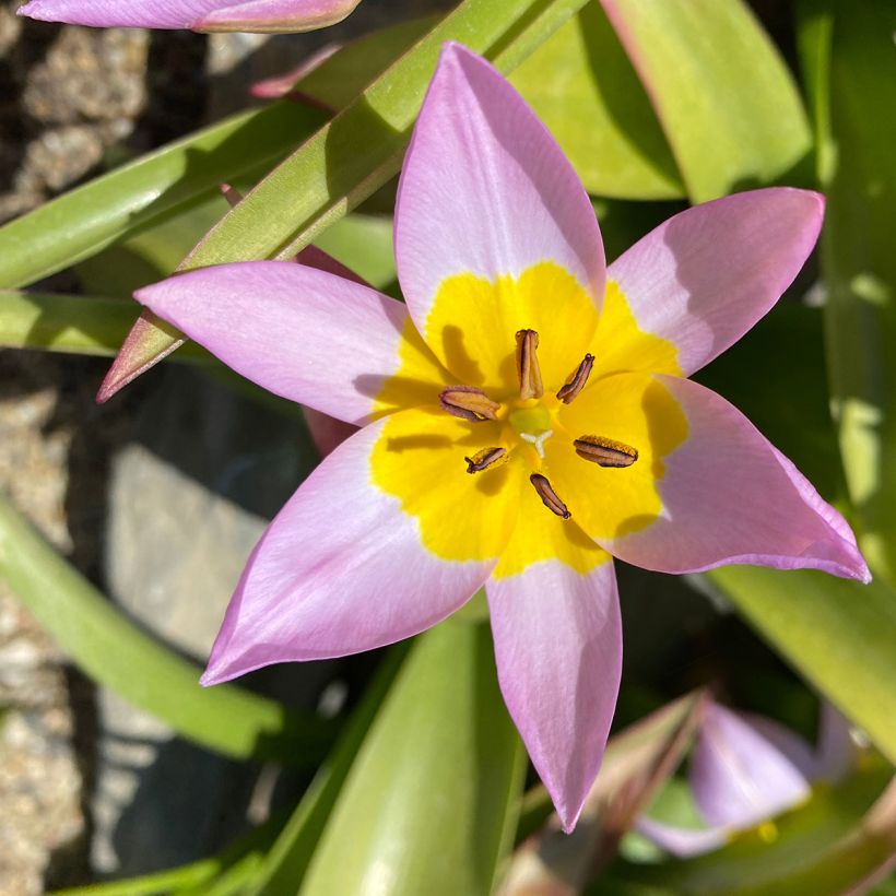 Tulipe de Crète - Tulipa saxatilis (Flowering)