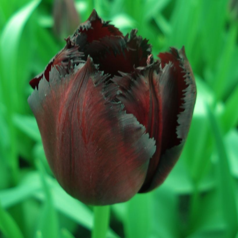 Tulipe dentelée Vincent Van Gogh (Flowering)