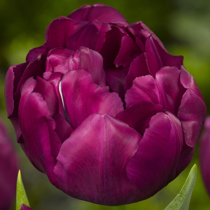 Tulipe double hâtive Alison Bradley (Flowering)