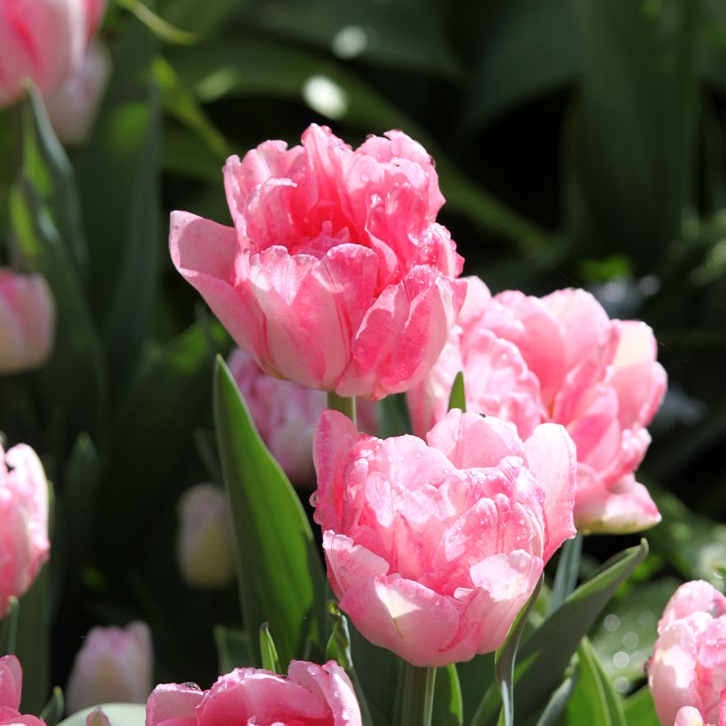 Tulipe double hâtive Foxtrot (Flowering)