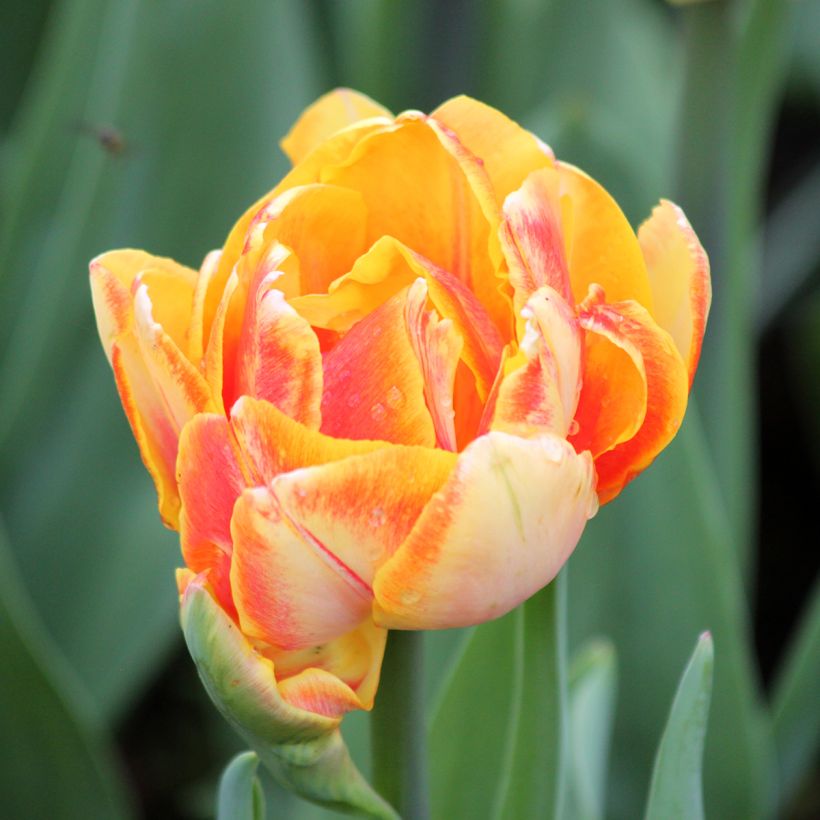 Tulipe double hâtive Foxy Foxtrot (Flowering)