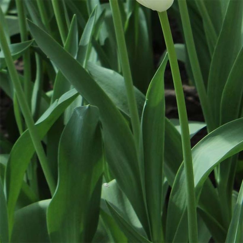 Tulipe double hative Nachtwacht (Foliage)