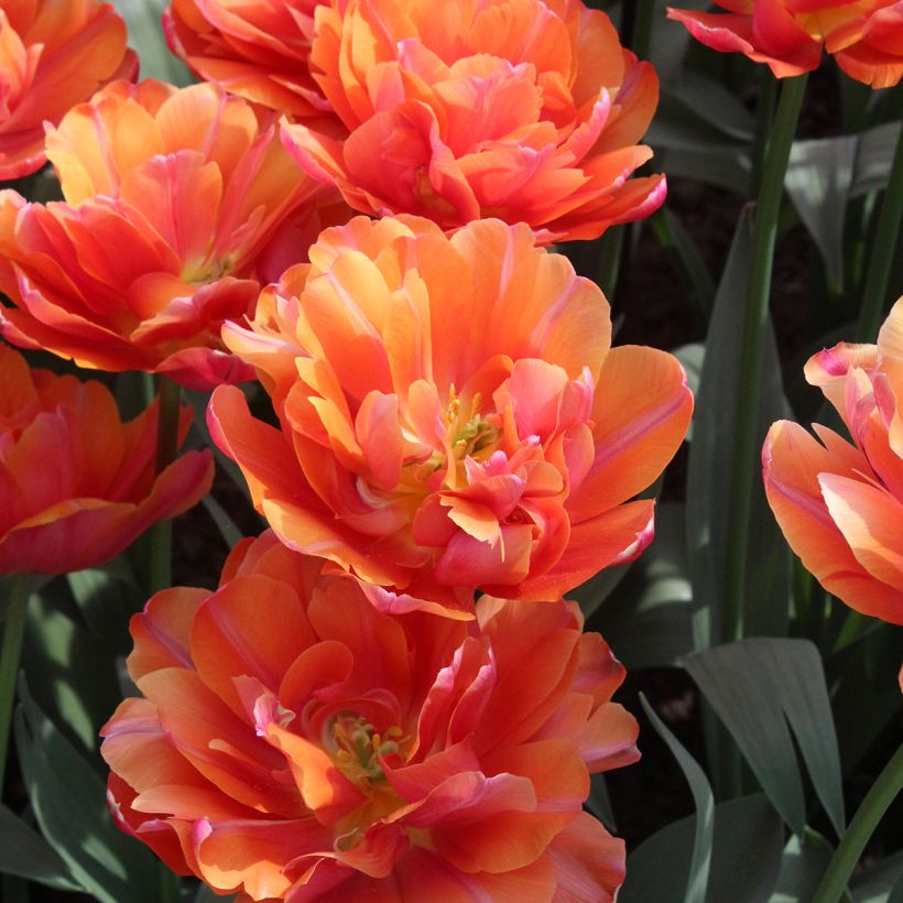 Tulipe double hâtive Orca (Flowering)