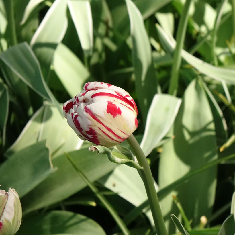Tulipe double tardive Carnaval de Nice (Flowering)