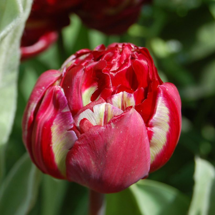Tulipe double tardive Oncle Tom - Tulipe à fleurs de pivoine (Flowering)