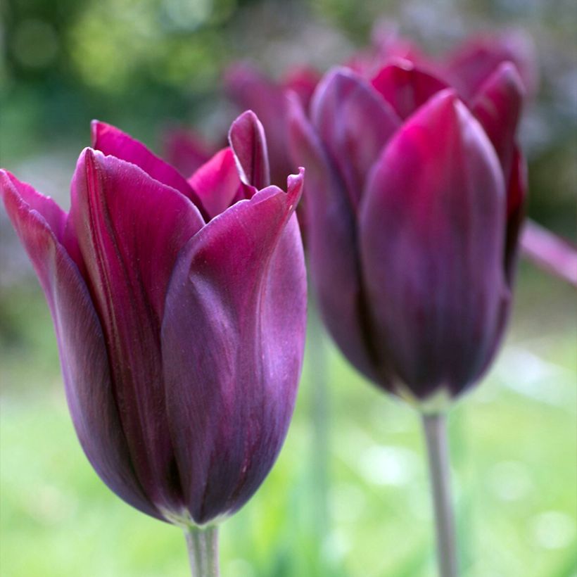Tulipe Fleur de Lis Merlot (Flowering)