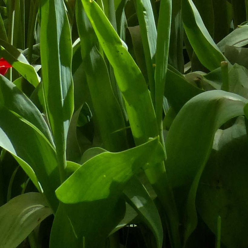 Tulipe fleur de lis Red Shine (Foliage)