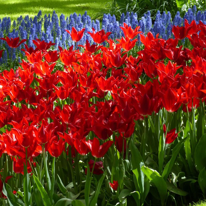 Tulipe fleur de lis Red Shine (Flowering)