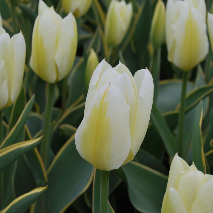 Tulipe fosteriana Purissima Design (Flowering)