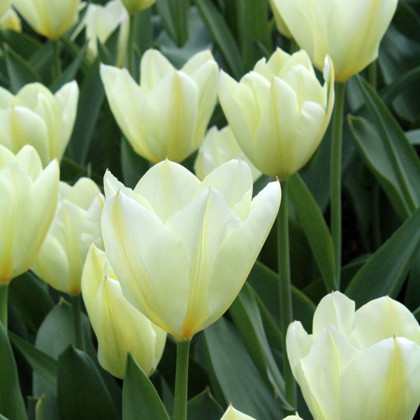 Tulipe fosteriana Purissima (Flowering)