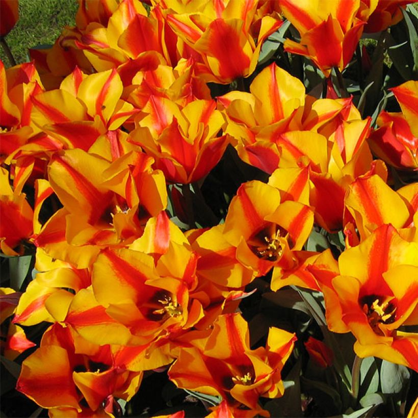 Tulipe botanique greigii Engadin (Flowering)