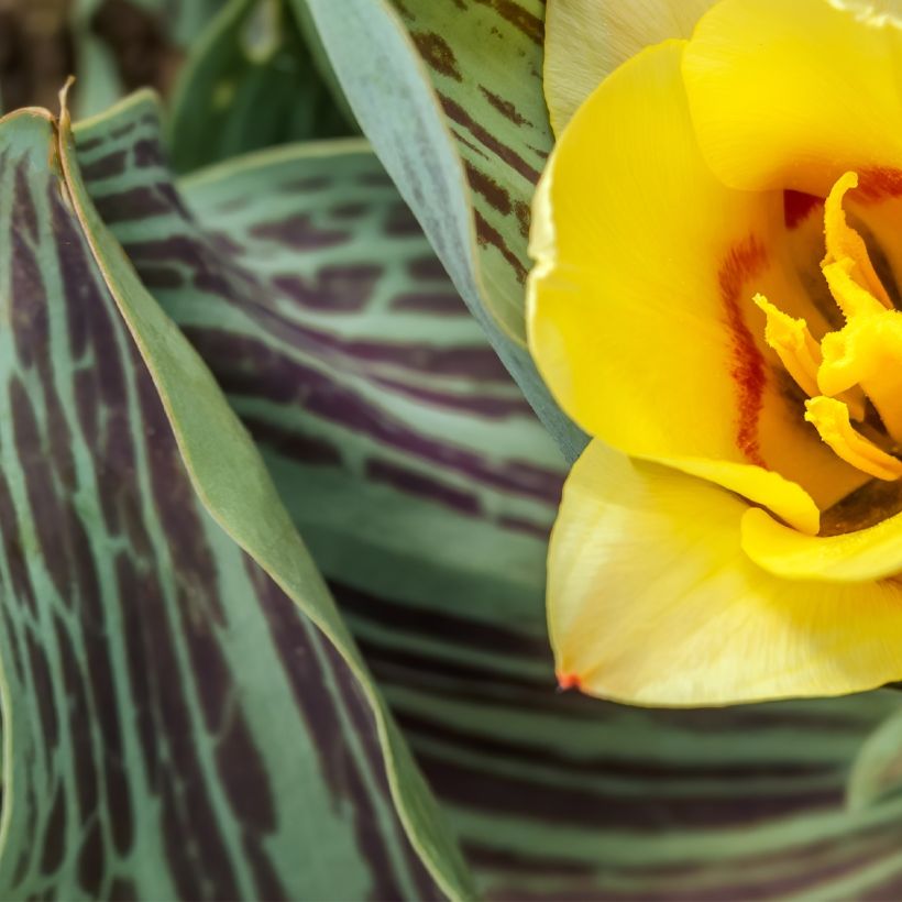 Tulipe naine greigii Mélodie d'amour (Foliage)