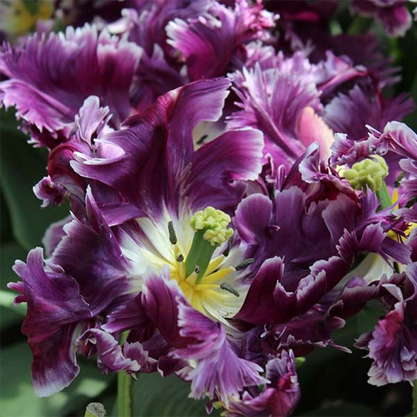 Tulipe Perroquet Mysterious Parrot  (Flowering)