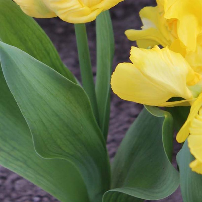 Tulipe Perroquet Yellow Sun (Foliage)