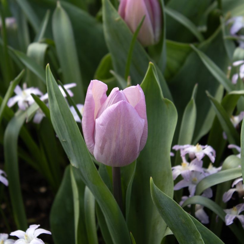 Tulipe simple hâtive Candy Prince (Flowering)