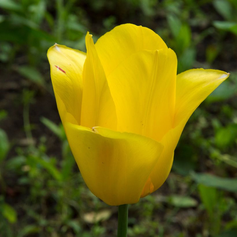 Tulipe simple tardive Big Smile (Flowering)