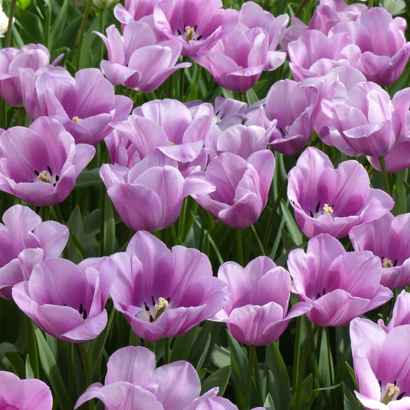 Tulipe simple tardive Violet Beauty (Plant habit)