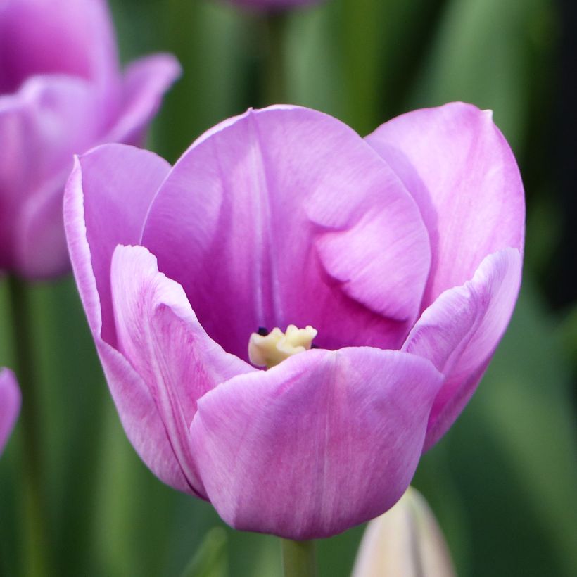 Tulipe simple tardive Violet Beauty (Foliage)