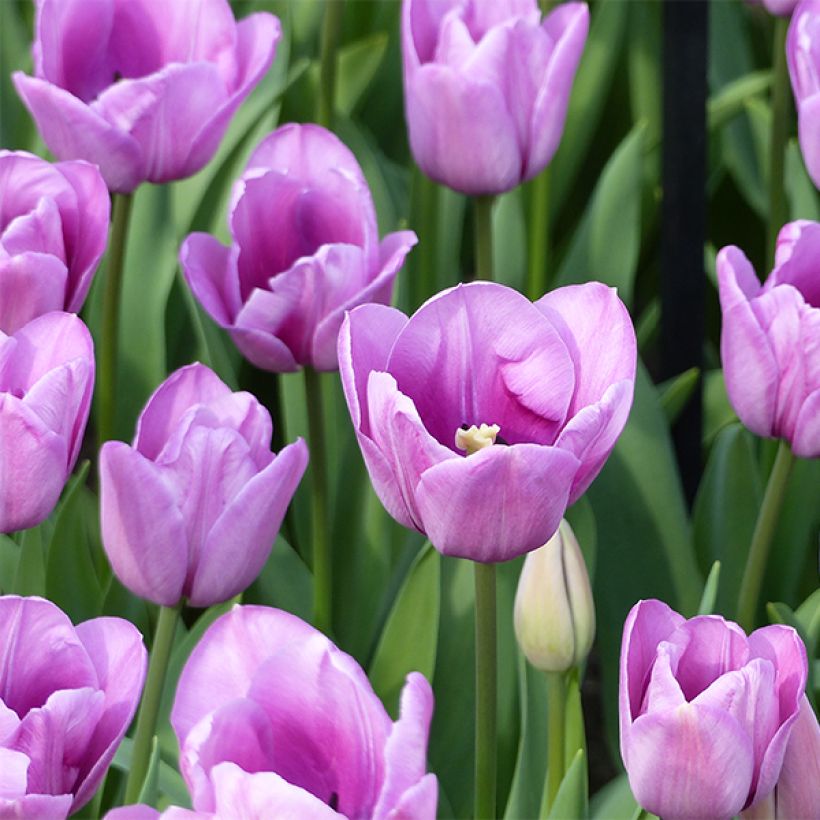 Tulipe simple tardive Violet Beauty (Flowering)