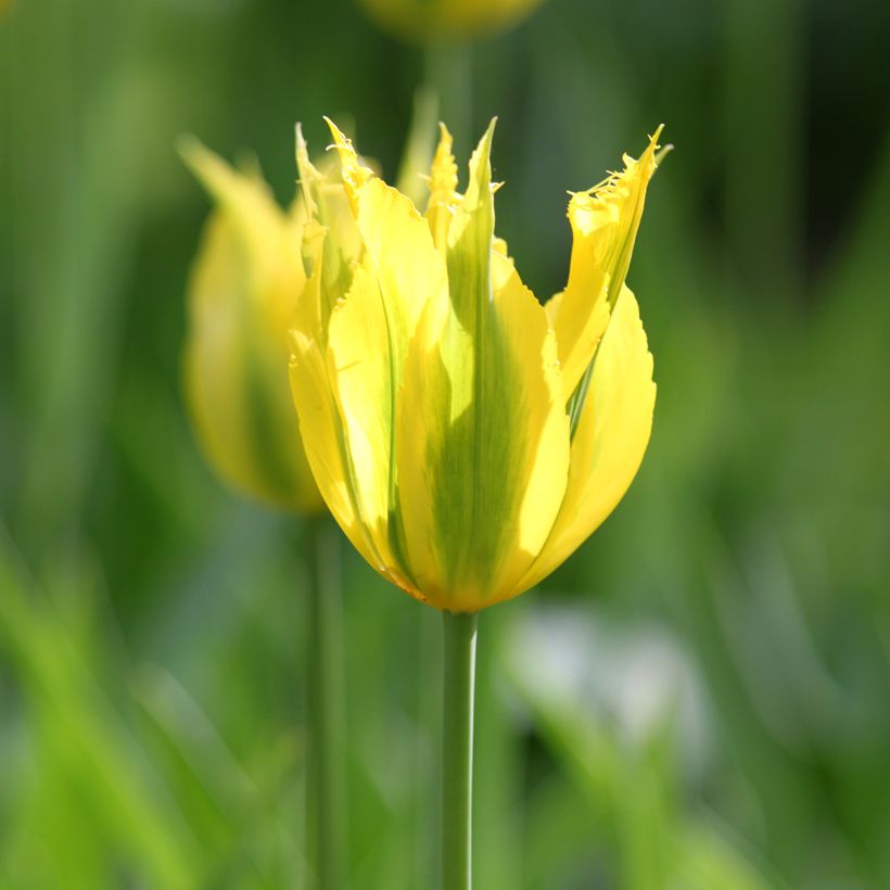 Tulipe viridiflora Green Mile (Flowering)