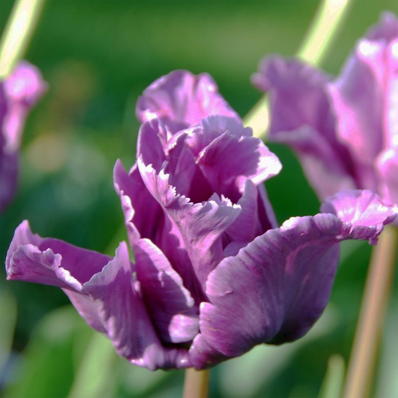 Tulipes Perroquet en mélange (Flowering)