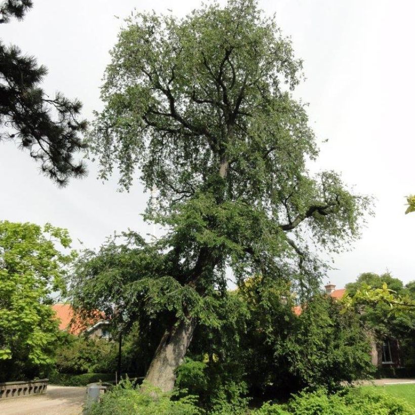 Ulmus carpinifolia Pendula - Orme pleureur (Plant habit)