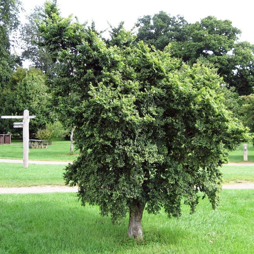 Ulmus minor - Orme champêtre (Plant habit)