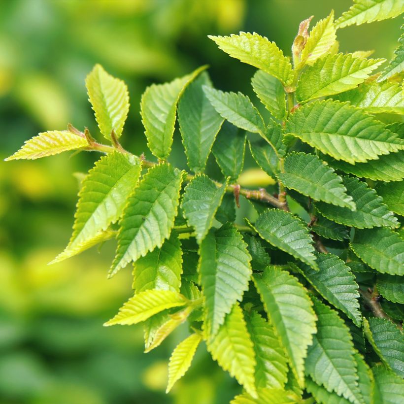 Ulmus pumila - Orme de Sibérie (Foliage)