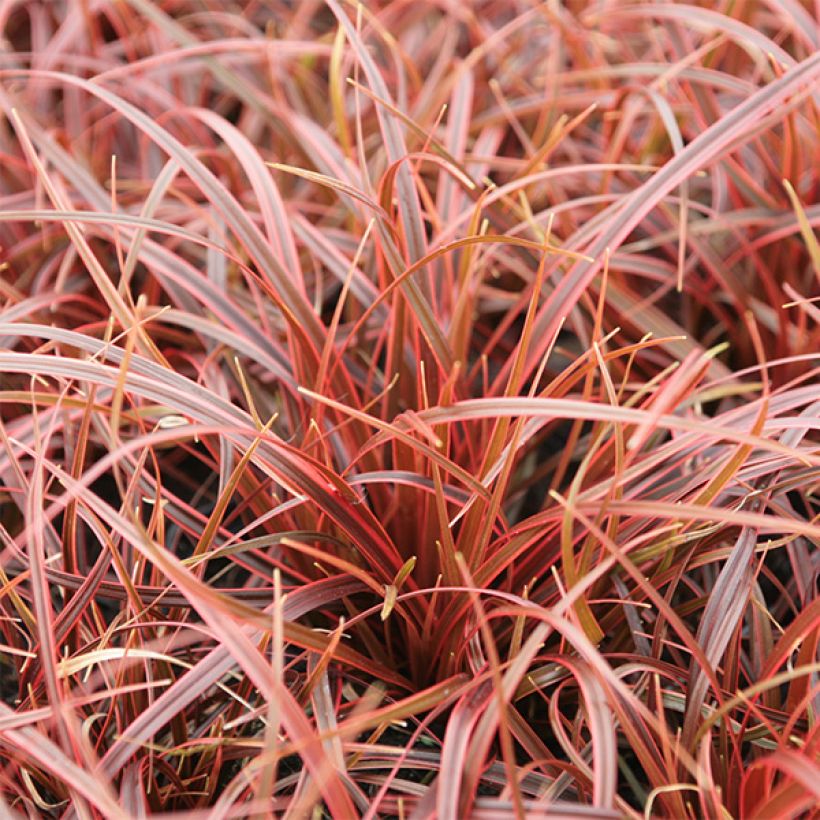Uncinia Belinda's Find (Foliage)