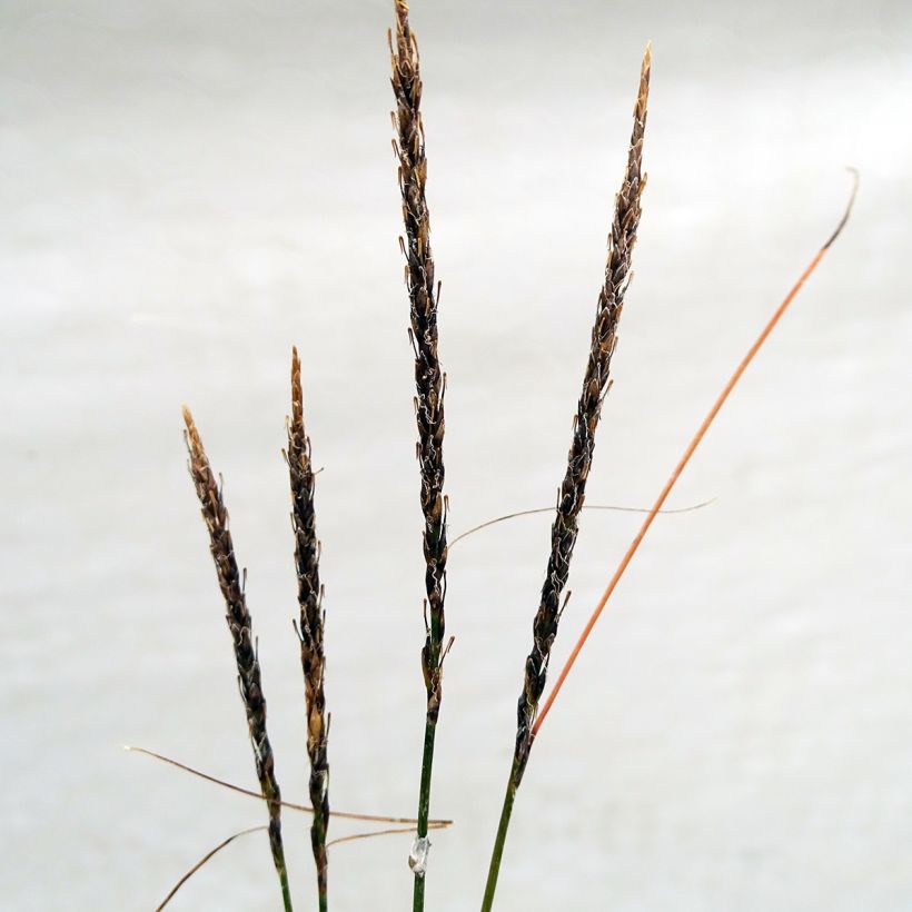 Uncinia Belinda's Find (Flowering)