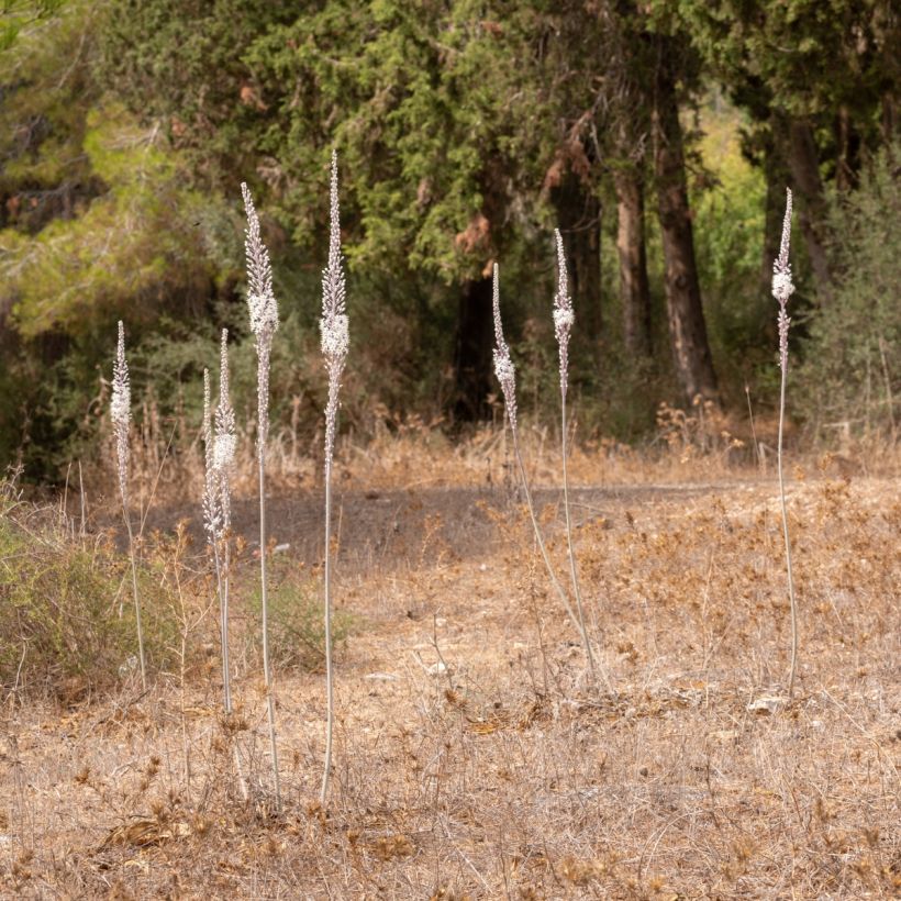 Urginea maritima - Scille de mer (Plant habit)