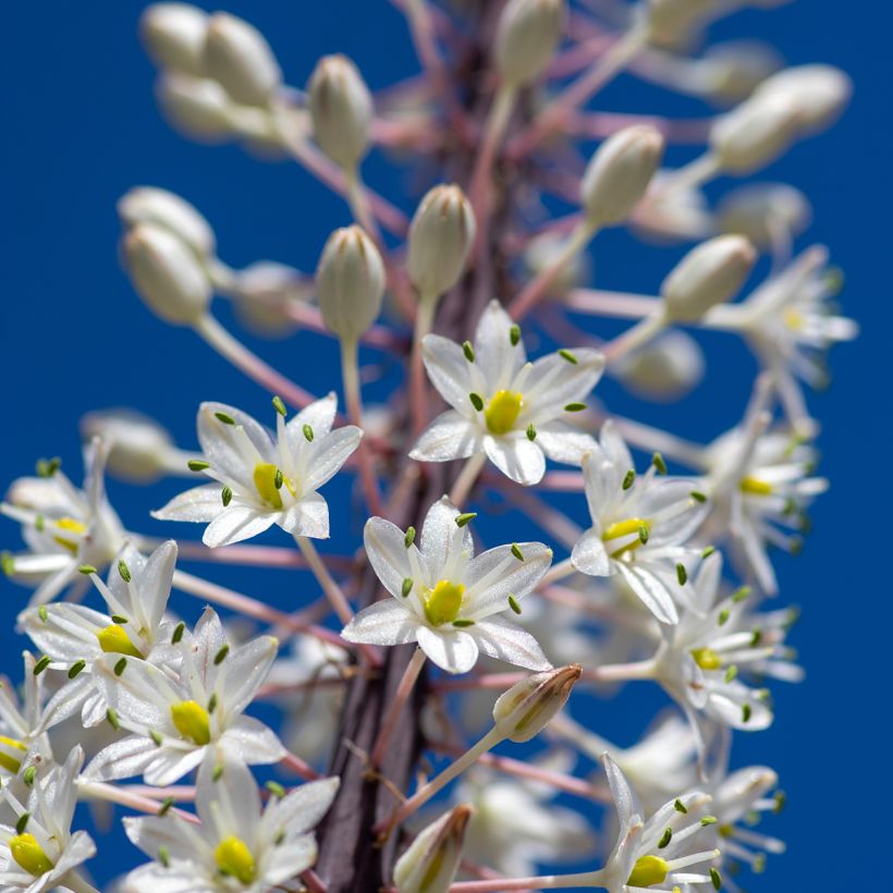 Urginea maritima - Scille de mer (Flowering)