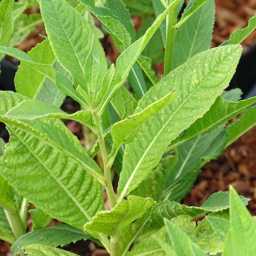 Vernonia noveboracensis White Lightning (Foliage)