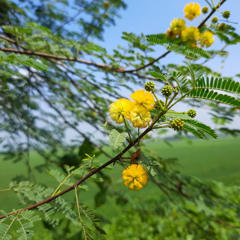 Vachellia farnesiana - Cassier (Flowering)