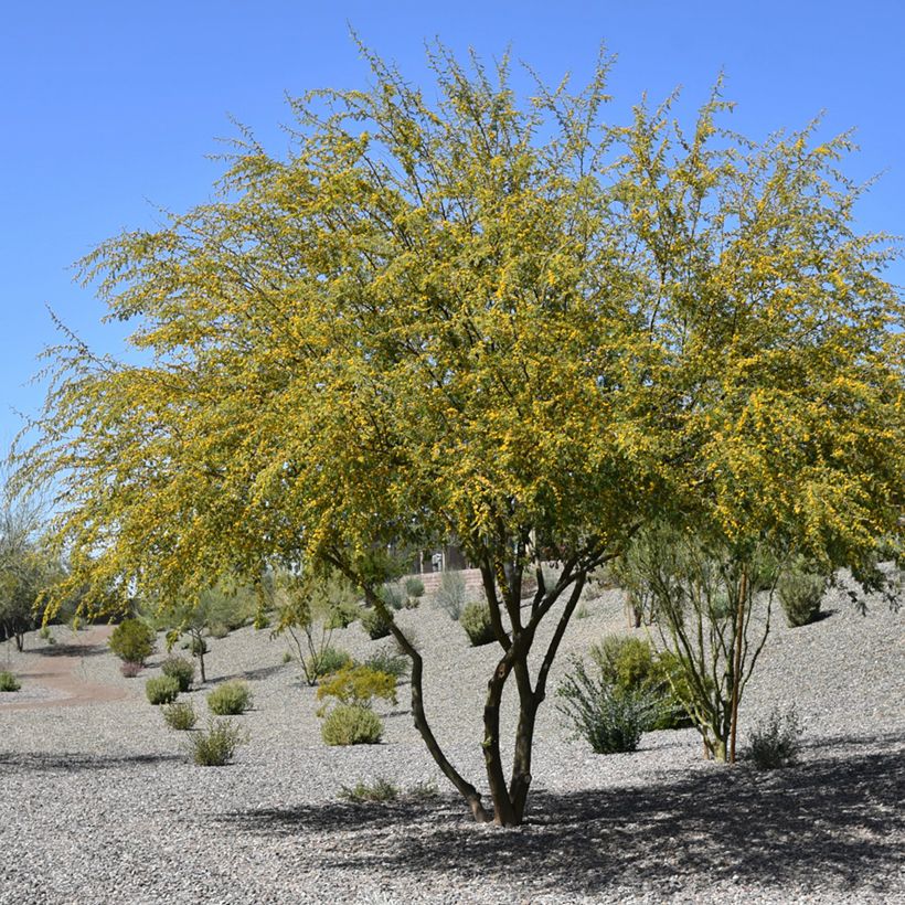 Vachellia farnesiana - Cassier (Plant habit)
