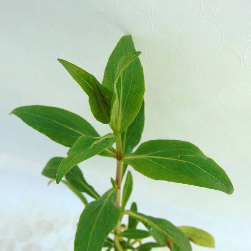 Valériane des jardins - Centranthus ruber (Foliage)