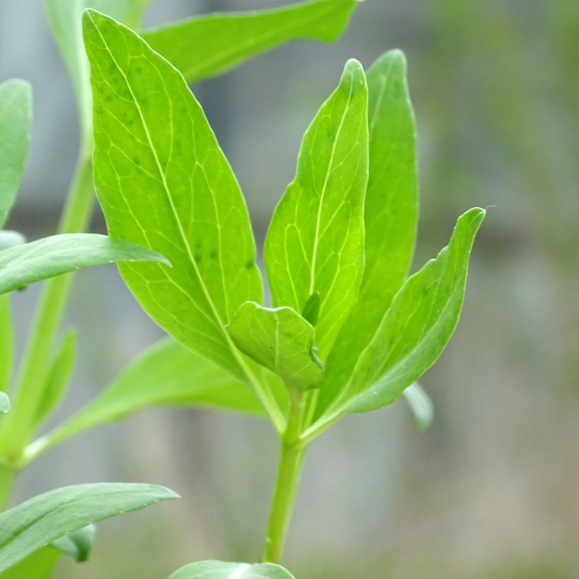 Valériane rouge, Centranthus ruber coccineus (Foliage)