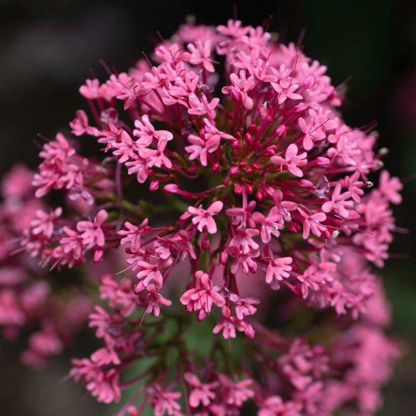 Valériane rouge, Centranthus ruber coccineus (Flowering)