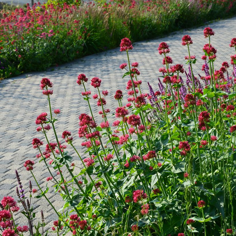 Valériane rouge, Centranthus ruber coccineus (Plant habit)