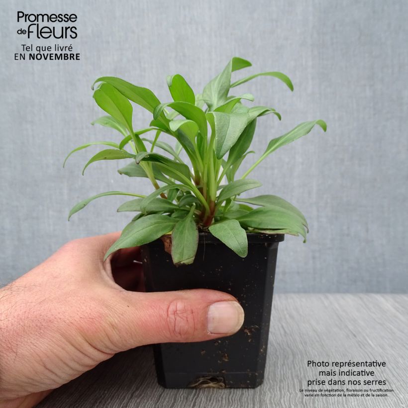 Example of Valériane rouge, Centranthus ruber coccineus Godet de 8/9 cm as you get in automne