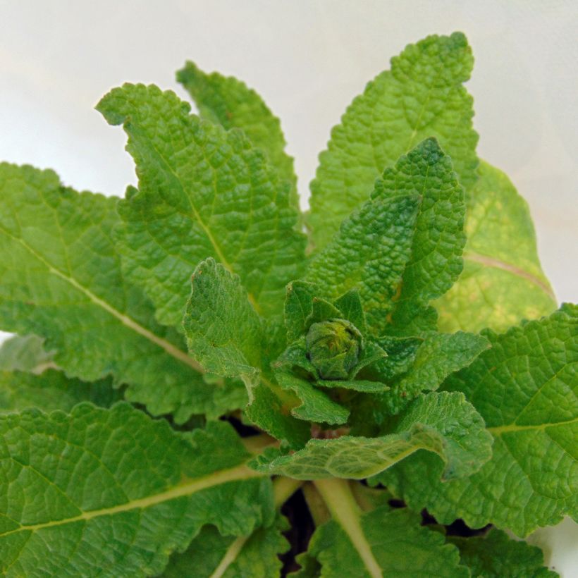 Verbascum Hybride Cotswold Queen (Foliage)