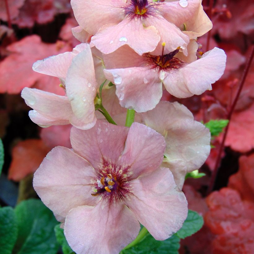 Verbascum Hybride Jackie (Flowering)