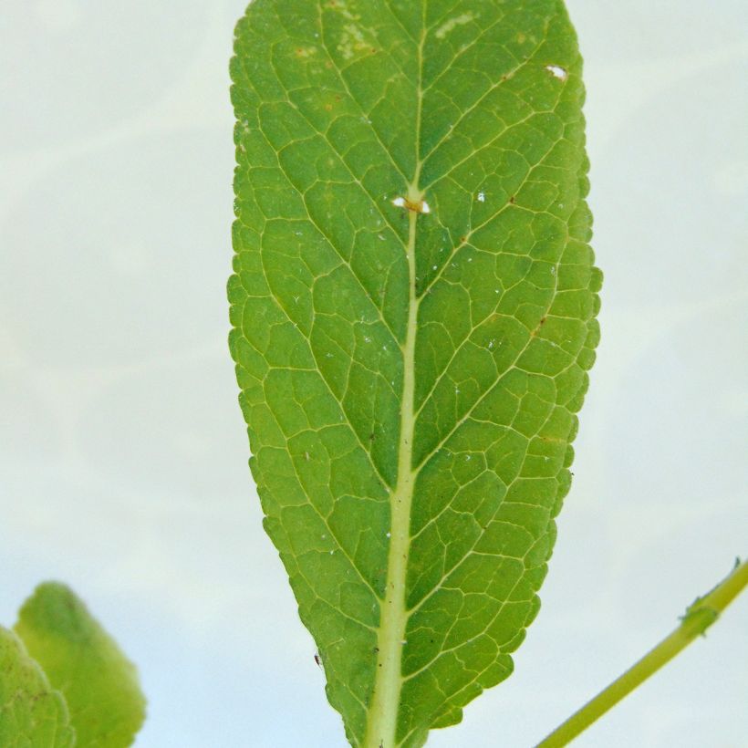 Verbascum Rosie - Molène hybride. (Foliage)