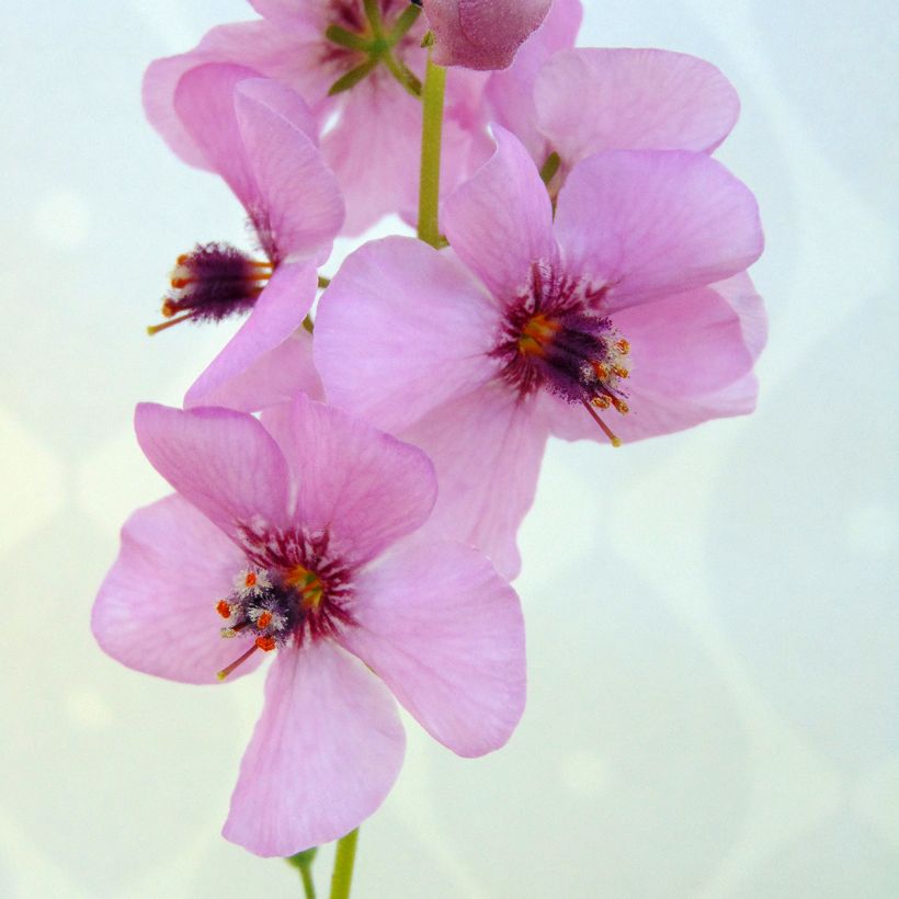 Verbascum Rosie - Molène hybride. (Flowering)