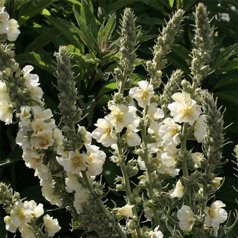 Verbascum phlomoides Spica - Molène blanche (Flowering)