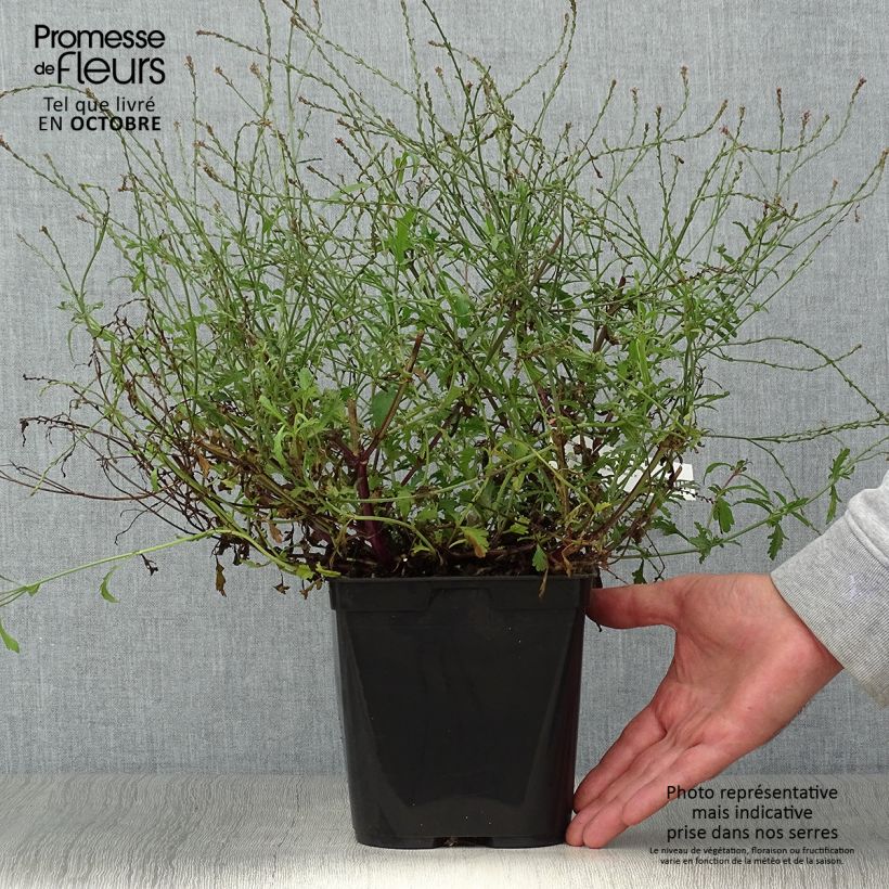 Example of Verbena officinalis Bampton - Verveine officinale Pot de 2L/3L as you get in automne