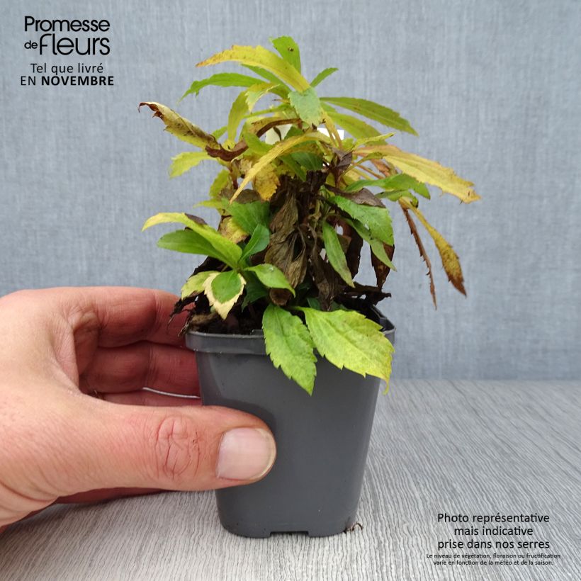 Example of Verge d'or du Canada - Solidago canadensis Godet de 7/8 cm as you get in automne